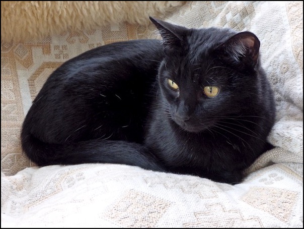 Black cat curled up on chair